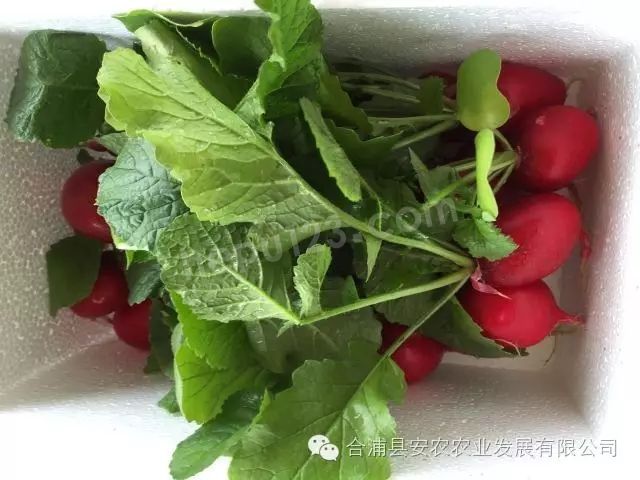 安农绿色蔬菜入驻【还珠市场】,首次开启买赠