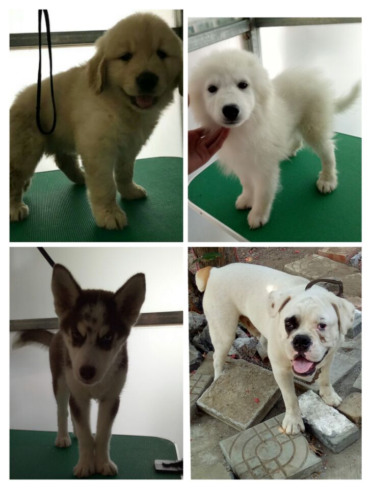 (洛奇宠物馆)各种名犬出售预定 种公对外借配