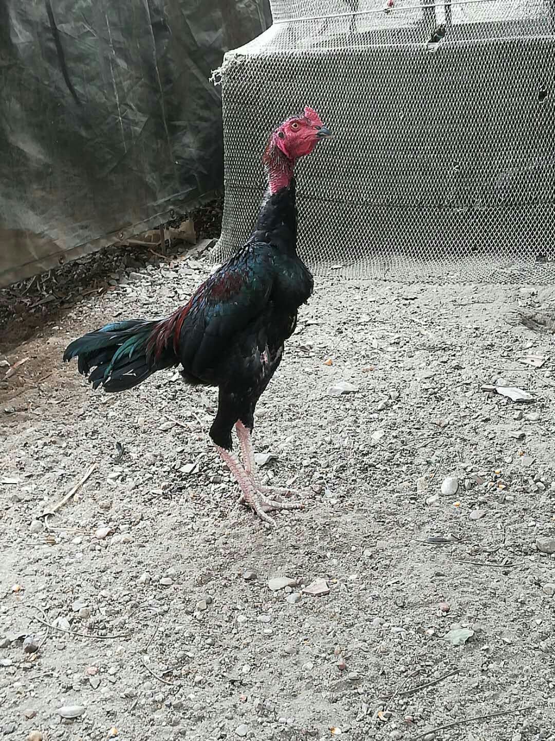 格力猎犬,德牧犬,斗鸡全部出售,种公配种.
