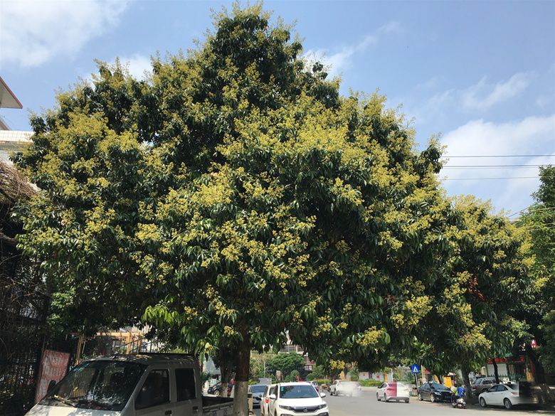 合浦街边的龙眼树都开花了,我童年的噩梦又来了!