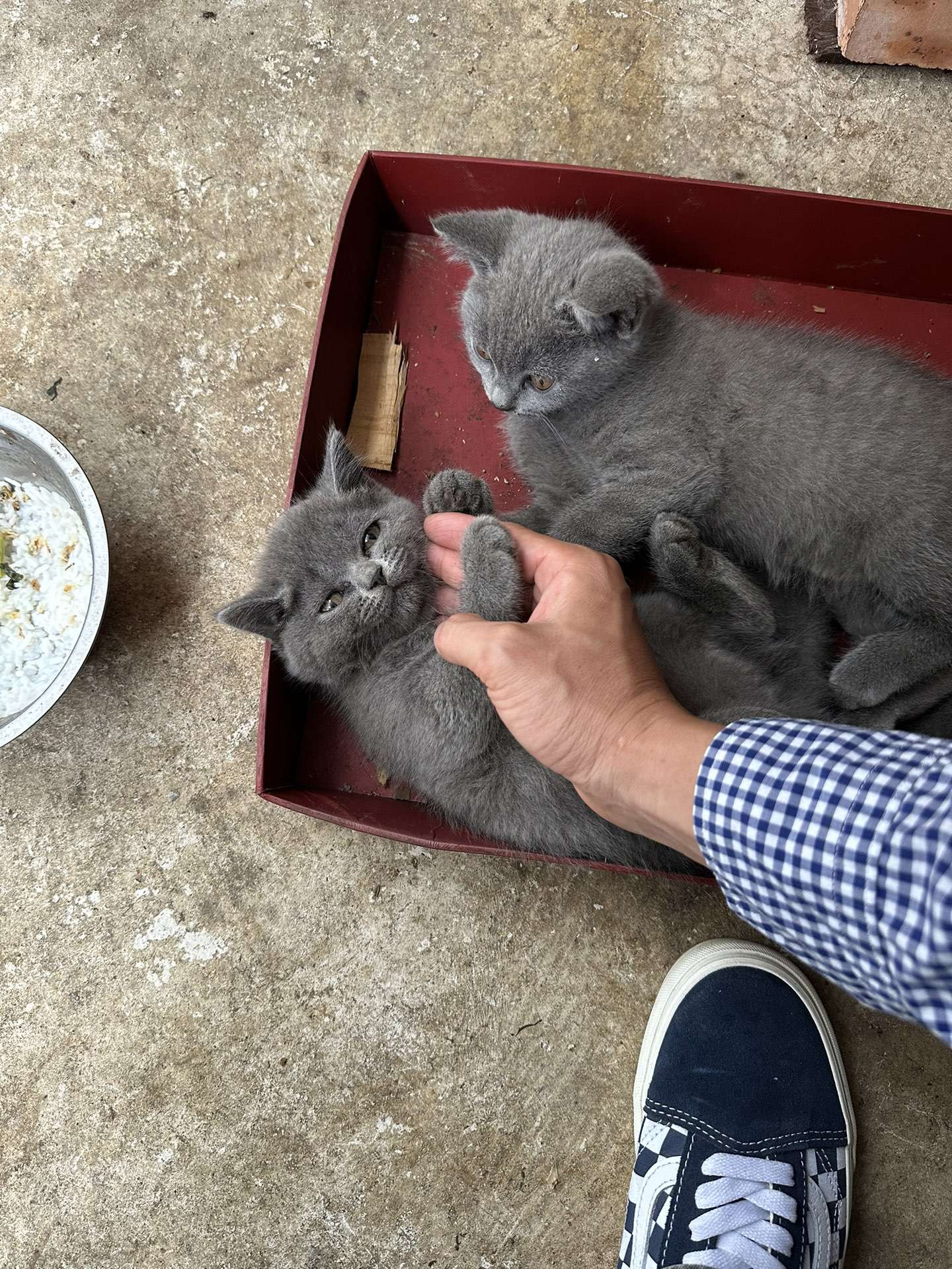 便宜出两只小蓝猫