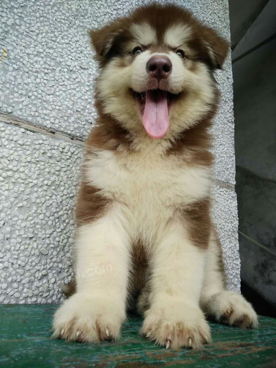 出条熊版阿拉斯加幼犬 母狗