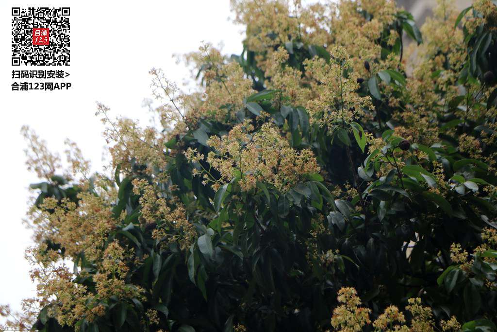 IMG_9076.JPG