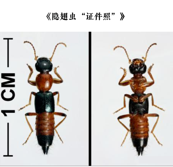 ֤.png
