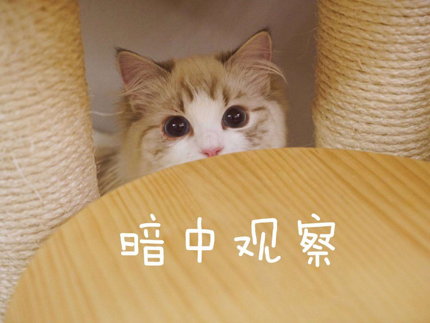 src=http___c-ssl.duitang.com_uploads_item_202003_12_20200312034303_inonb.jpg&amp;r.jpg