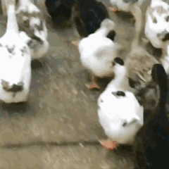 640.gif