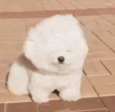 IMG_1203.GIF