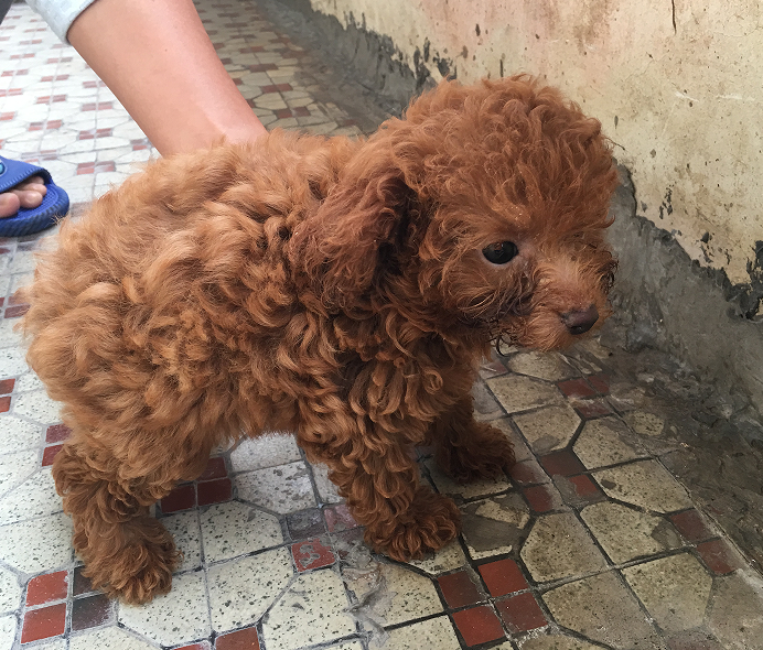 出售家養小體泰迪幼犬,8月30號出生,已經驅蟲兩針疫苗