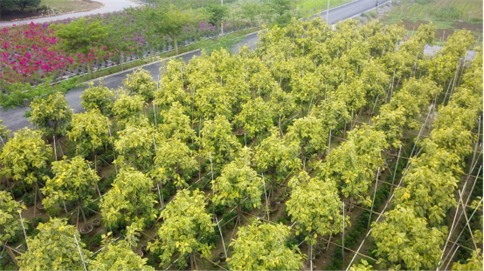 圖說扶貧 | 碧桂園廣西區域百色田東苗木產業扶貧基地原來是這樣的!