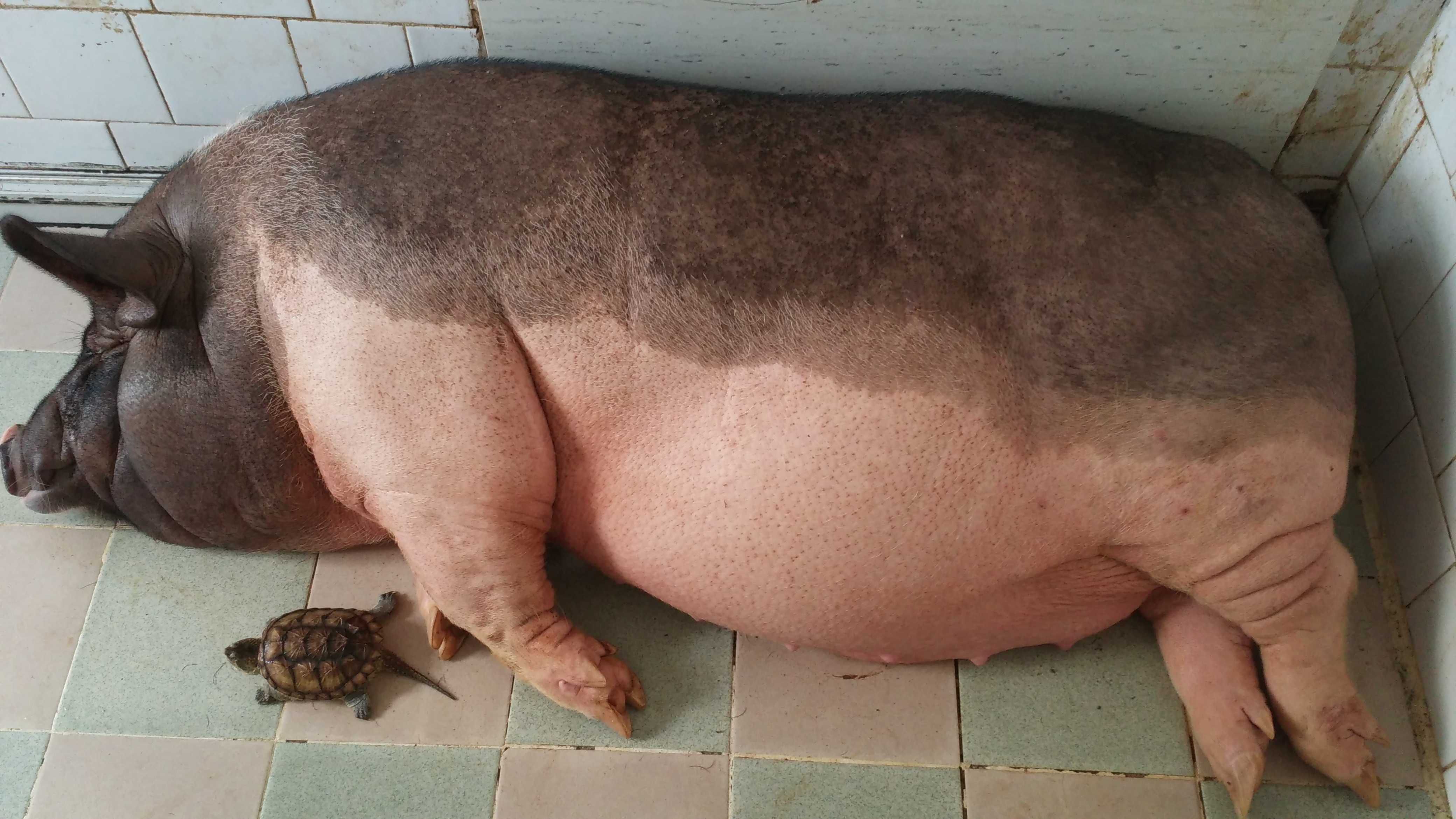 一条大肥猪图片图片