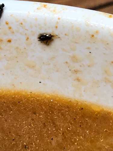 面粉里的虫子图片