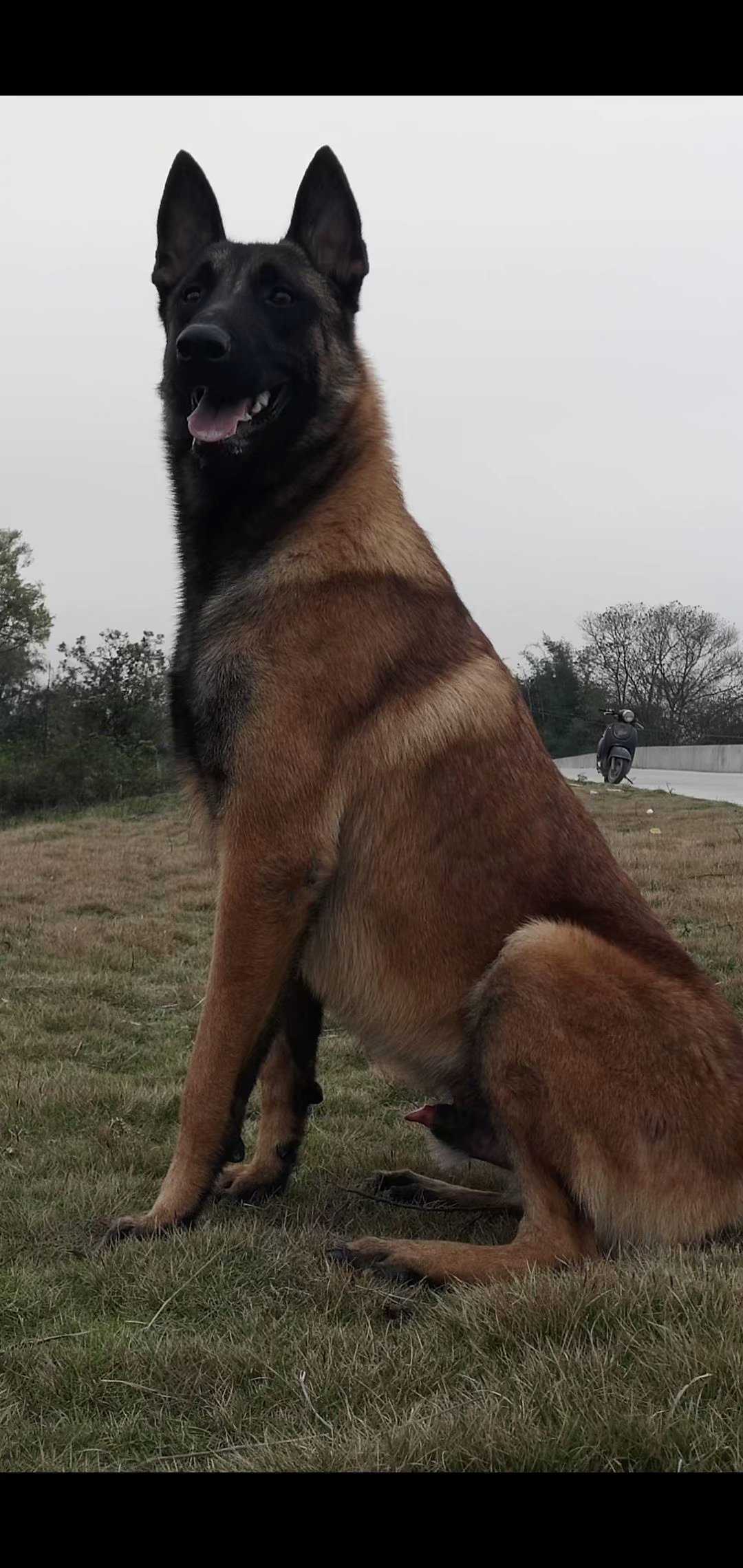 拉布拉多串马犬图图片