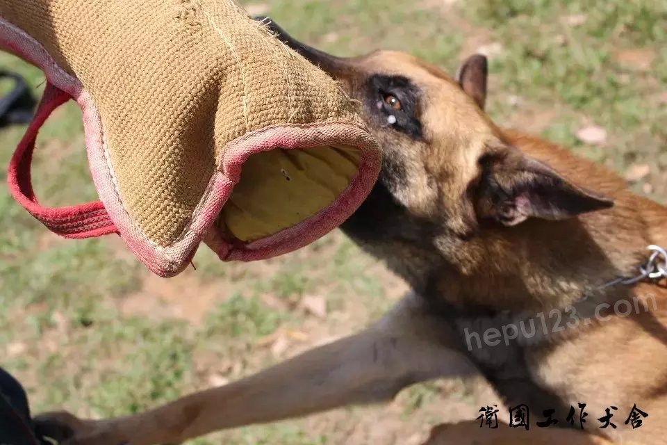 马犬泰山兰博的儿子对外借配