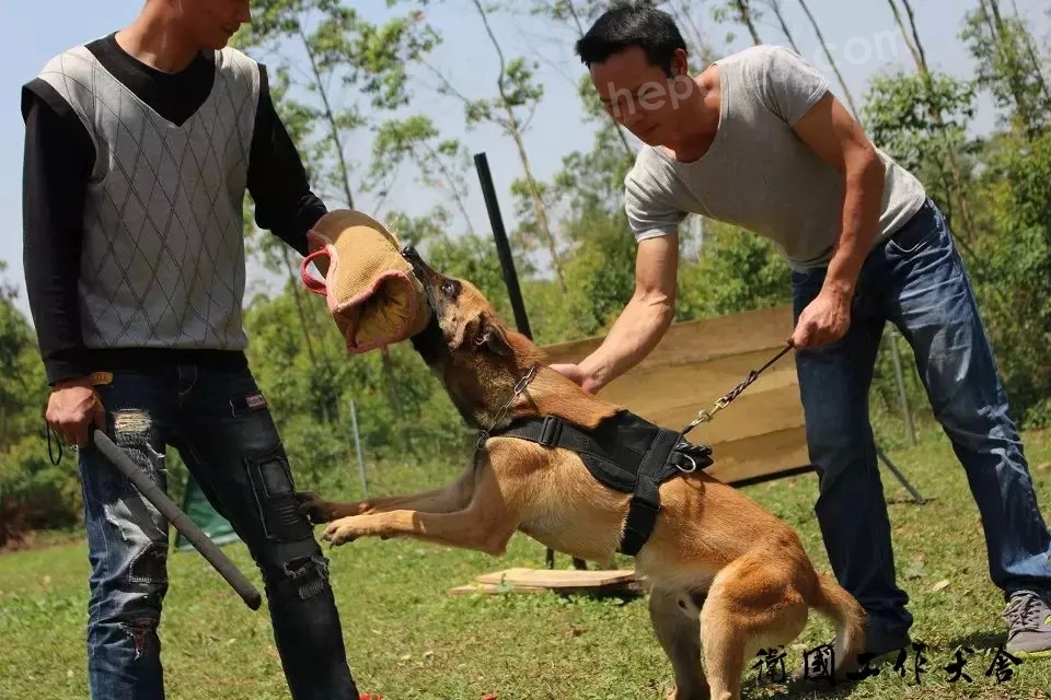 马犬泰山兰博的儿子对外借配