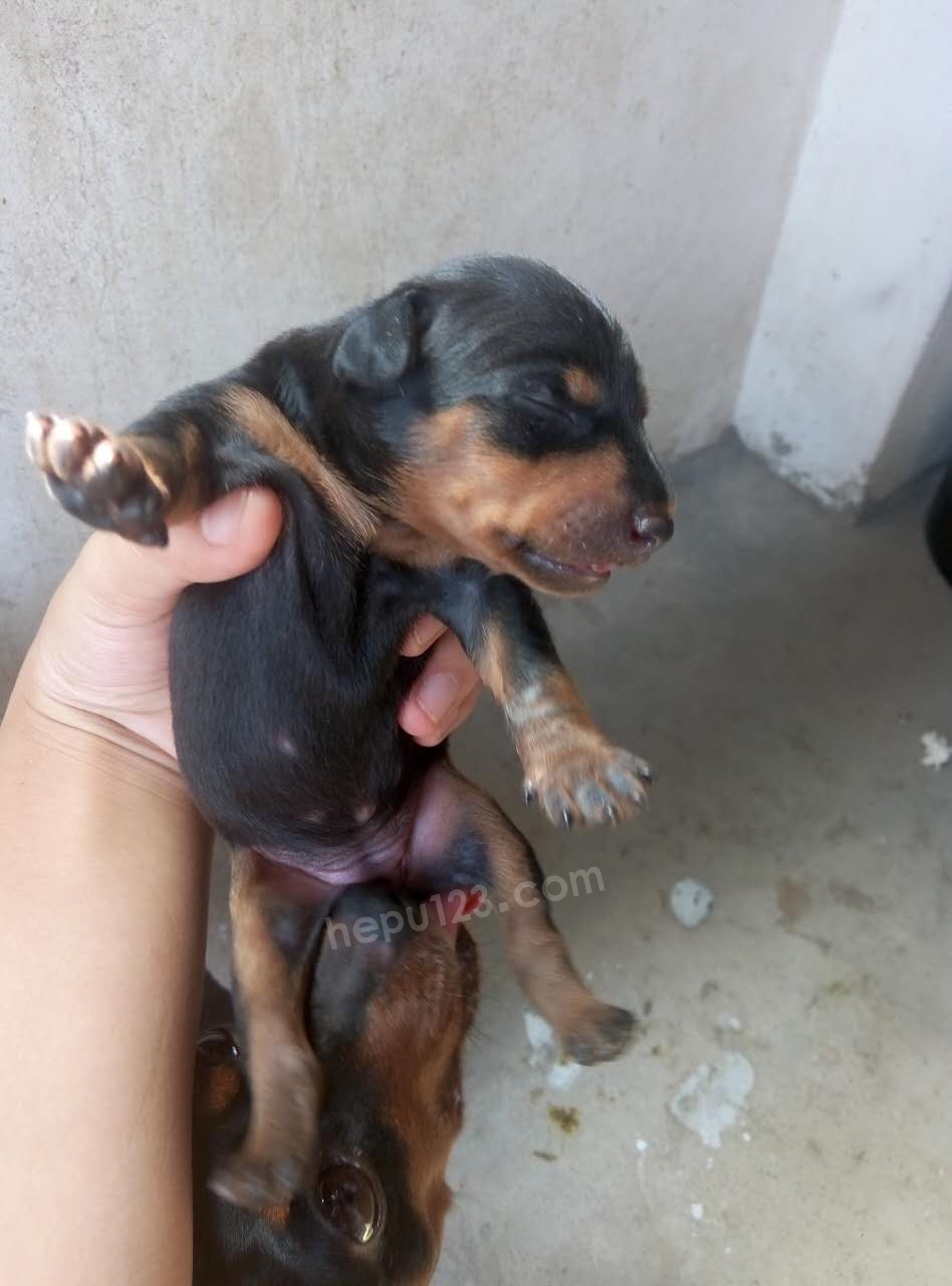 出售一窝刚满月的精品小鹿犬,识货的进