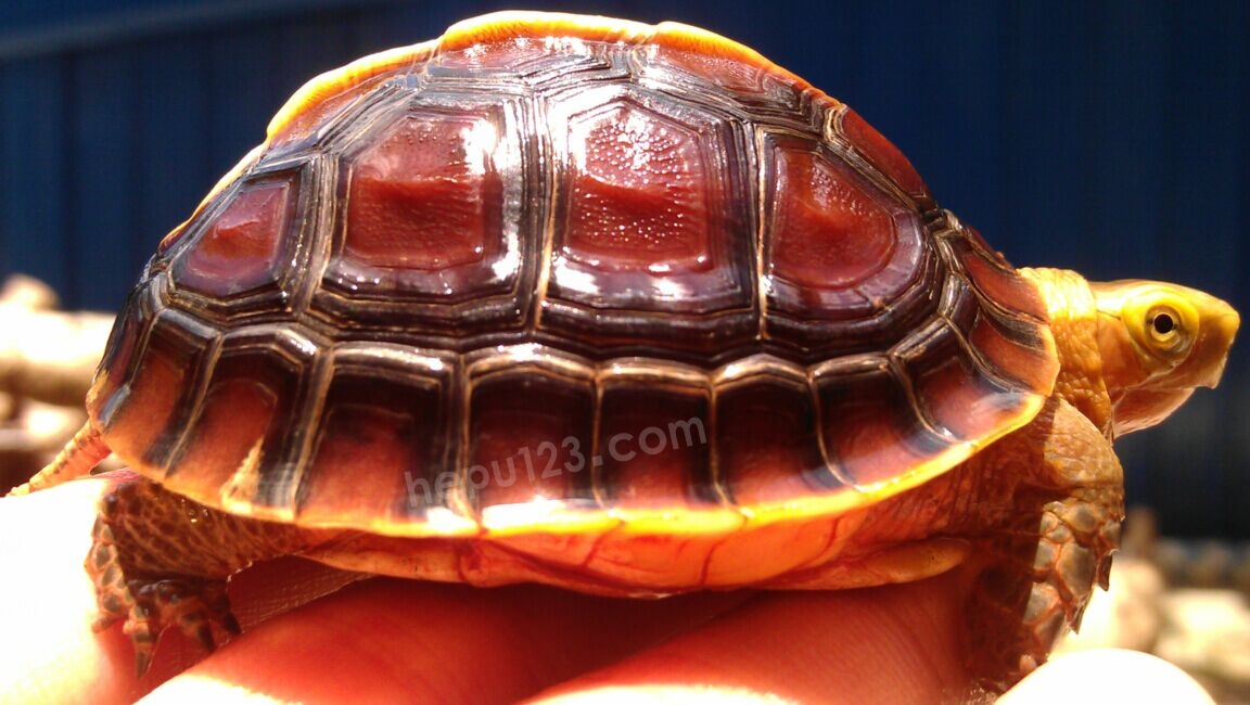 安徽黄缘极品红皮小母球,体色艳丽迷人,适合家庭玩赏,有意联系看龟!