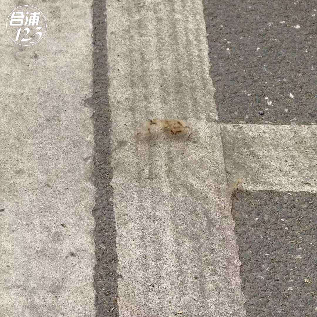 ֻ鶫·ֶĵǽ