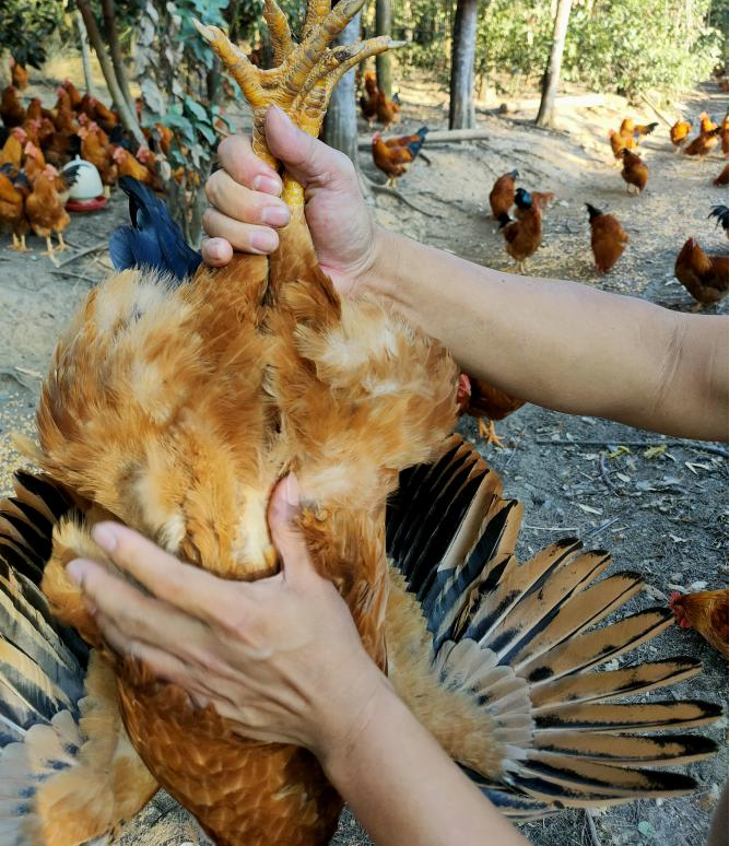 ڼҼ